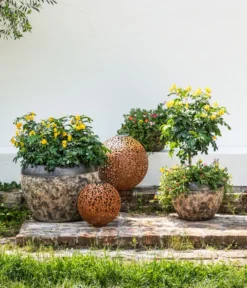 Gewürzrinde, Busch -Compo Verkaufsgeschäft 8584583 8584138 8584153 WE MO 002 PortulacSchale GC08 2022 1