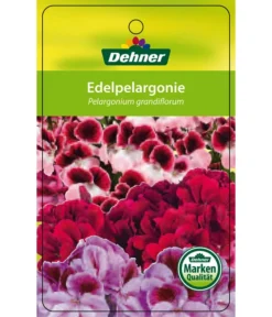 Edelgeranie, Stämmchen -Compo Verkaufsgeschäft 8585275 Edelpelargonie 04022016 1