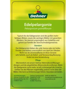 Edelgeranie, Stämmchen -Compo Verkaufsgeschäft 8585275 Edelpelargonie 04022016 2