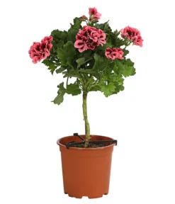 Edelgeranie, Stämmchen -Compo Verkaufsgeschäft 8585275 PR FS 002 EdelpelargonienStammT19DehnerExpressHerzig