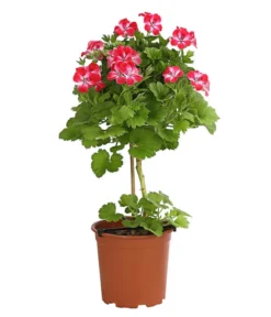 Edelgeranie, Stämmchen -Compo Verkaufsgeschäft 8585275 PR FS 003 EdelpelargonienStammT19DehnerExpressHerzig