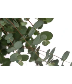 Eukalyptus, Stämmchen -Compo Verkaufsgeschäft 8586133 WE DE 001 EucalyptusGuniiStammT17DehnerExpressHerzig