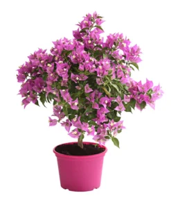 Drillingsblume, Ministamm