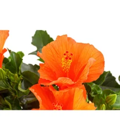Zimmerhibiskus - Hibiscus Rosa-sinensis, Stämmchen, Verschiedene Sorten -Compo Verkaufsgeschäft 8587347 PR DE 001 HibiscusStammMixT17DehnerExpressHerzig