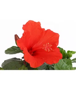 Zimmerhibiskus - Hibiscus Rosa-sinensis, Stämmchen, Verschiedene Sorten -Compo Verkaufsgeschäft 8587347 PR DE 002 HibiscusStammMixT17DehnerExpressHerzig
