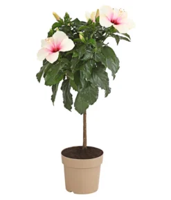 Zimmerhibiskus - Hibiscus Rosa-sinensis, Stämmchen, Verschiedene Sorten -Compo Verkaufsgeschäft 8587347 PR FS 003 HibiscusStammMixT17DehnerExpressHerzig