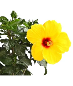 Zimmerhibiskus - Hibiscus Rosa-sinensis, Stämmchen, Verschiedene Sorten -Compo Verkaufsgeschäft 8587347 WE DE 002 HibiskusHibiscusStammMixT17DehnerExpressHerzig