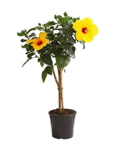 Zimmerhibiskus - Hibiscus Rosa-sinensis, Stämmchen, Verschiedene Sorten -Compo Verkaufsgeschäft 8587347 WE FS 002 HibiskusHibiscusStammMixT17OWDehnerExpressHerzig