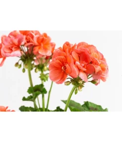 Geranie, Stämmchen, Verschiedene Farben -Compo Verkaufsgeschäft 8587818 WE DE 002 GeraniePelargoniumStammMixT17