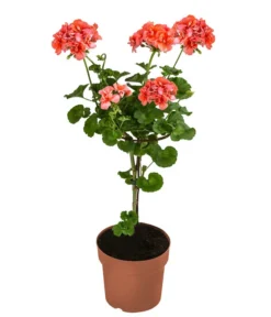 Geranie, Stämmchen, Verschiedene Farben -Compo Verkaufsgeschäft 8587818 WE FS 002 GeraniePelargoniumStammMixT17