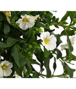 Enzianstrauch, Stämmchen -Compo Verkaufsgeschäft 8589137 8597171 PR DE 001 SolanumEnzianStamm17DehnerExpressHerzig