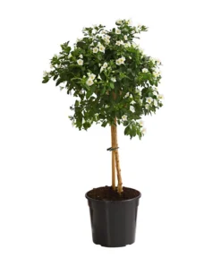 Enzianstrauch, Stämmchen