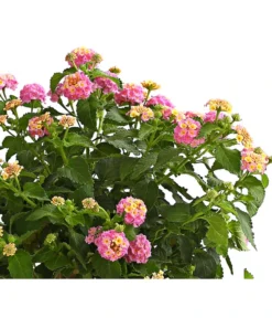 Wandelröschen, Stämmchen -Compo Verkaufsgeschäft 8589442 WE DE 001 LantanaCamaraStammT17LilaOWDehnerExpressHerzig