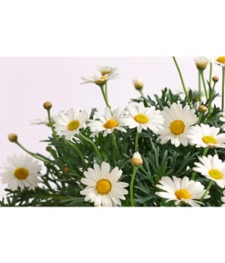 Margerite, Stämmchen, Weiß -Compo Verkaufsgeschäft 8589616 WE DE 001 MargeriteArgyranthemumStammWeissT18DehnerExpressHerzig