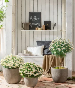 Margerite, Stämmchen, Weiß -Compo Verkaufsgeschäft 8589616 WE MO 001 MargeriteBuschStammT18WeissGC042021