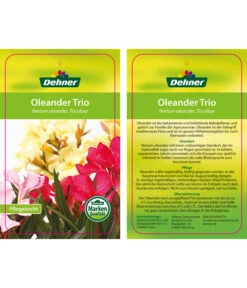 Oleander-Trio -Compo Verkaufsgeschäft 8590291 8596843 NeriumoleanderTrio 01 12 17