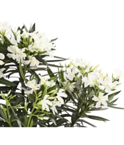 XXL Oleander, Verschiedene Sorten, Ca. 130-150 Cm -Compo Verkaufsgeschäft 8590465 WE DE 001 OleanderBuschT20WeissDehnerExpressHerzig