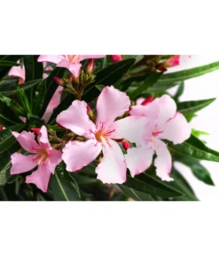 Oleander, Solitärbusch, Verschiedene Sorten -Compo Verkaufsgeschäft 8590549 WE DE 001 OleanderBuschMixRosaT40