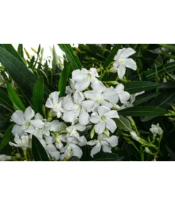 Oleander, Solitärbusch, Verschiedene Sorten -Compo Verkaufsgeschäft 8590549 WE DE 001 OleanderBuschMixWeissT40