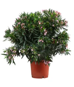 Oleander, Solitärbusch, Verschiedene Sorten -Compo Verkaufsgeschäft 8590549 WE FS 001 OleanderBuschMixRosaT40