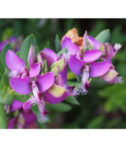 Kreuzblume, Stämmchen -Compo Verkaufsgeschäft 8590994 PR DE 001 PolygalaMyrtifoliaKreuzblumePixabay