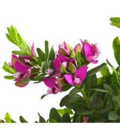 Kreuzblume, Stämmchen -Compo Verkaufsgeschäft 8590994 WE DE 001 KreuzbluemchenPolygalaStammLilaT17DehnerExpressHerzig