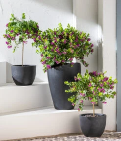 Kreuzblume, Stämmchen -Compo Verkaufsgeschäft 8590994 WE MO 001 KreuzblumePolygalsStamm