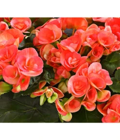 Elatior-Begonie - Begonia Elatior, Busch, Verschiedene Sorten -Compo Verkaufsgeschäft 8593600 WE DE 001 BegonieBegoniaElatiorKuebelT23DehnerExpressHerzig