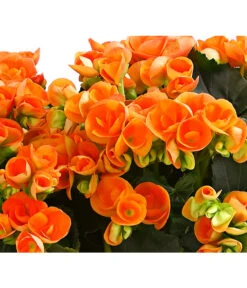 Elatior-Begonie - Begonia Elatior, Busch, Verschiedene Sorten -Compo Verkaufsgeschäft 8593600 WE DE 002 BegonieBegoniaElatiorKuebelT23DehnerExpressHerzig