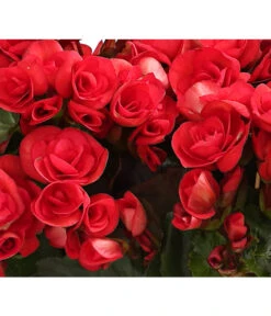 Elatior-Begonie - Begonia Elatior, Busch, Verschiedene Sorten -Compo Verkaufsgeschäft 8593600 WE DE 003 BegonieBegoniaElatiorKuebelT23DehnerExpressHerzig