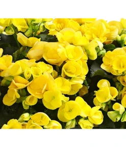 Elatior-Begonie - Begonia Elatior, Busch, Verschiedene Sorten -Compo Verkaufsgeschäft 8593600 WE DE 004 BegonieBegoniaElatiorKuebelT23DehnerExpressHerzig