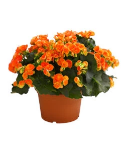 Elatior-Begonie - Begonia Elatior, Busch, Verschiedene Sorten -Compo Verkaufsgeschäft 8593600 WE FS 002 BegonieBegoniaElatiorKuebelT23DehnerExpressHerzig1