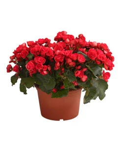 Elatior-Begonie - Begonia Elatior, Busch, Verschiedene Sorten -Compo Verkaufsgeschäft 8593600 WE FS 003 BegonieBegoniaElatiorKuebelT23DehnerExpressHerzig1