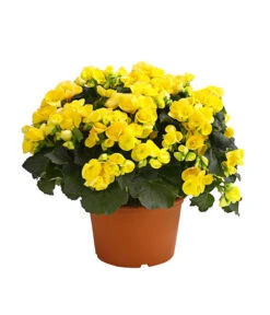 Elatior-Begonie - Begonia Elatior, Busch, Verschiedene Sorten -Compo Verkaufsgeschäft 8593600 WE FS 004 BegonieBegoniaElatiorKuebelT23DehnerExpressHerzig1