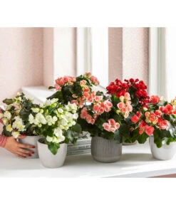 Elatior-Begonie - Begonia Elatior, Busch, Verschiedene Sorten -Compo Verkaufsgeschäft 8593600 WE MO 001 Gartenbegonie Content 2021