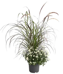 Herbst-Chrysantheme Mit Ziergras -Compo Verkaufsgeschäft 8594269 PR FS 003 ChrysanthemumMultifloraMitPennisetumRubrumT25OWDehnerExpressHerzig