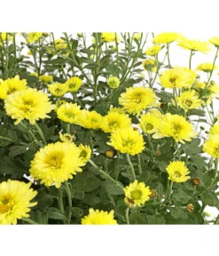 Herbst-Chrysantheme Mit Ziergras -Compo Verkaufsgeschäft 8594269 WE DE 001 ChrysanthemumMultifloraMitPennisetumRubrum25DehnerExpressHerzig