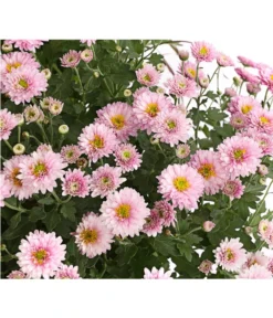 Herbst-Chrysantheme Mit Ziergras -Compo Verkaufsgeschäft 8594269 WE DE 002 ChrysanthemumMultifloraMitPennisetumRubrum25DehnerExpressHerzig