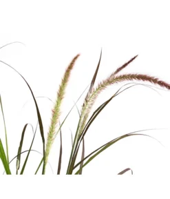 Herbst-Chrysantheme Mit Ziergras -Compo Verkaufsgeschäft 8594269 WE DE 004 ChrysanthemumMultifloraMitPennisetumRubrum25DehnerExpressHerzig