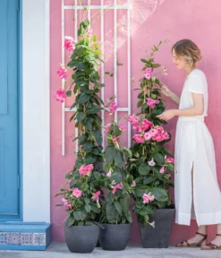 Kunststoff-Topf Padua, Rund -Compo Verkaufsgeschäft 8594434 WE MO 001 DiplandenienMadevilla