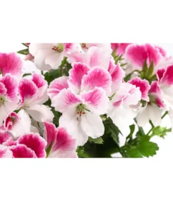 Edelpelargonie, Verschiedene Farben -Compo Verkaufsgeschäft 8594541 WE DE 003 EdelpelargonieBuschT23
