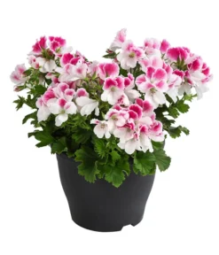 Edelpelargonie, Verschiedene Farben -Compo Verkaufsgeschäft 8594541 WE FS 003 EdelpelargonieBuschT23