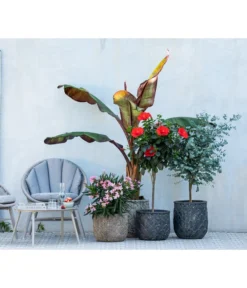 Eukalyptus, Stämmchen -Compo Verkaufsgeschäft 8596744 WE MO 001 NeriumOleander 1