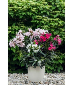 Oleander-Trio -Compo Verkaufsgeschäft 8596843 PR MO 001 OleanderTricolorLucknerMai2015