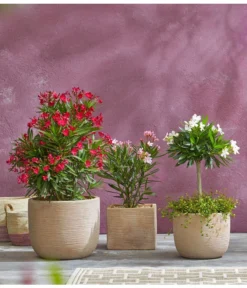 Oleander, Busch -Compo Verkaufsgeschäft 8596850 PR MO 009 8590200 OleanderStandard Nerium oleander Oleander Staemmchen Oleander Busch UveSauer