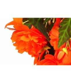 Hängebegonie 'Belina®', Ampel -Compo Verkaufsgeschäft 8602310 WE DE 001 HaengebegonieBelinaAmpelT27