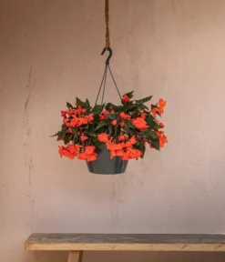 Hängebegonie 'Belina®', Ampel -Compo Verkaufsgeschäft 8602310 WE MO 002 HaengebegonieBelinaAmpel