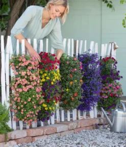 Wandhänger Mit Minihängepetunien-Trio, Verschiedene Farben -Compo Verkaufsgeschäft 8602989 8602997 WE MO 001 BegoniaWandhaenger