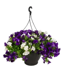 Hängepetunien-Duo, Ampel