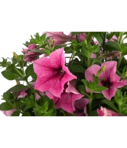 Hängepetunie, Ampel, Verschiedene Farben -Compo Verkaufsgeschäft 8606840 WE DE 003 HAENGEPETUNIEMIXAMPT25